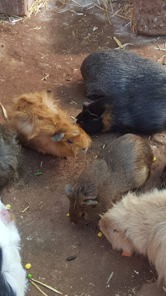 Guinea pigs