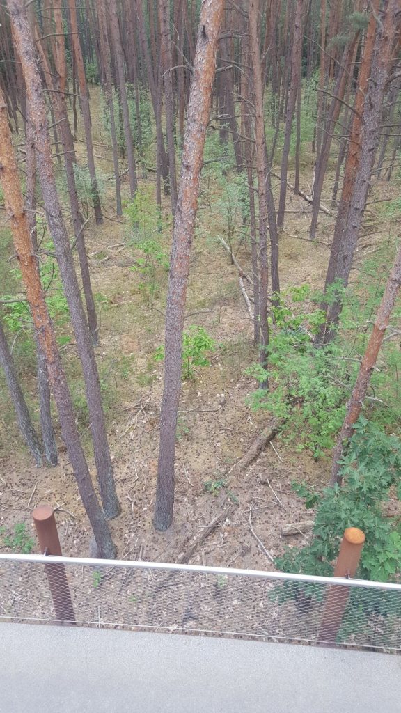 wandelen door de bomen