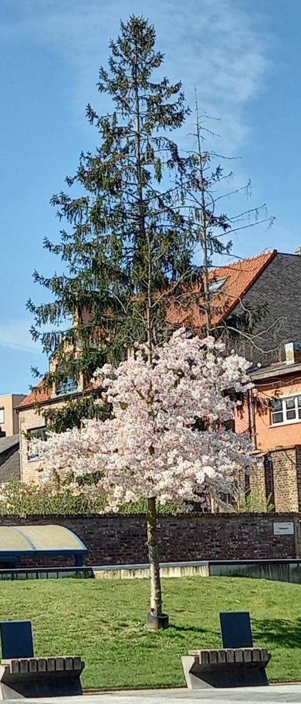 Bloesem op Molenpoortplein.