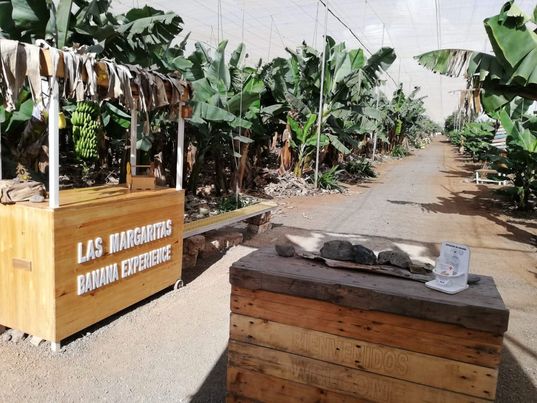 Niet elke plátano is een banaan! Bezoek aan de rolstoel-toegankelijke plantage ‘Las Margaritas’